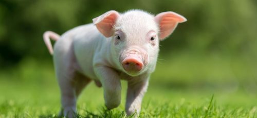 Webinar Estrategias de nutrición y manejo de recria y engorde